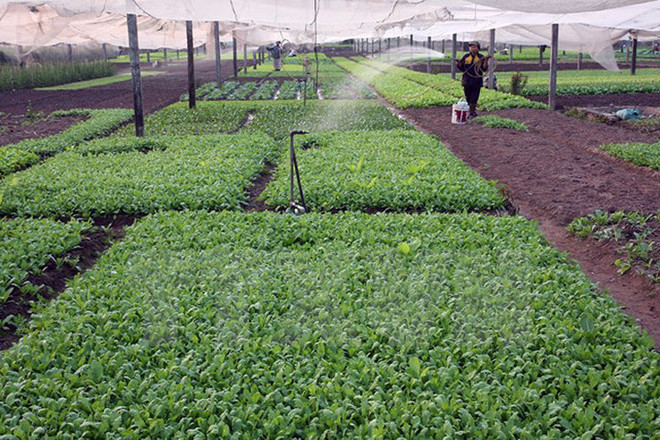 河内市将为各家企业对高科技农业投资创造便利 ảnh 1 河内市将为各家企业对高科技农业投资创造便利 ảnh 1