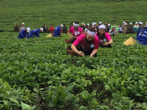 2018年第三次木州茶叶节有助于打造木州名茶品牌 ảnh 1