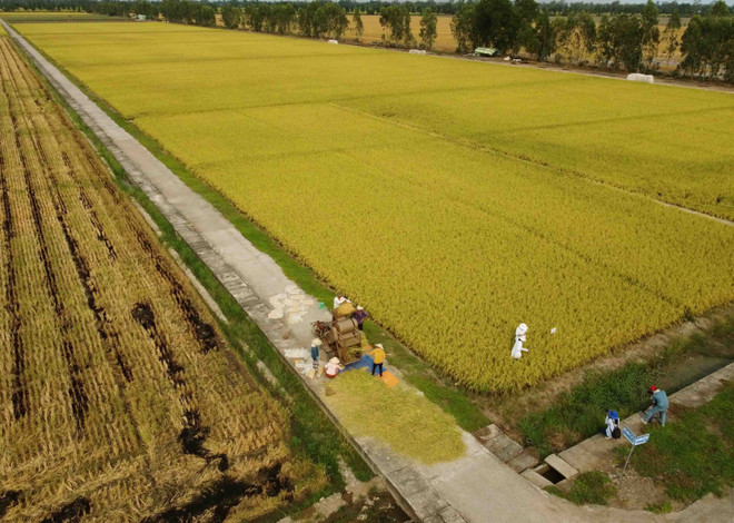 同塔省努力做好农业中生物多样性保护与发展工作 ảnh 1 同塔省努力做好农业中生物多样性保护与发展工作 ảnh 1