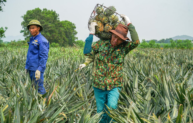 今年前6个月越南农产品出口额达240亿美元 ảnh 1 今年前6个月越南农产品出口额达240亿美元 ảnh 1