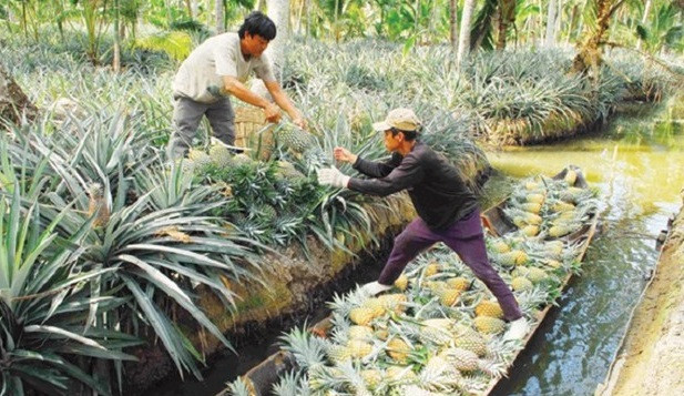 坚江省注重稀有动植物基因保护 ảnh 1 坚江省注重稀有动植物基因保护 ảnh 1