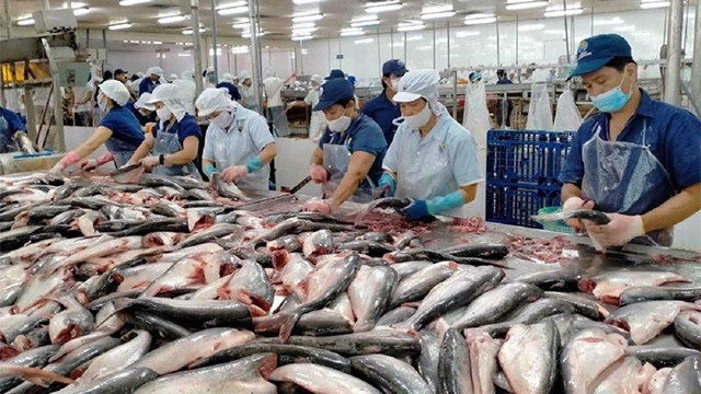 越南查鱼片在中国台湾市场占据99%以上份额 ảnh 1 越南查鱼片在中国台湾市场占据99%以上份额 ảnh 1