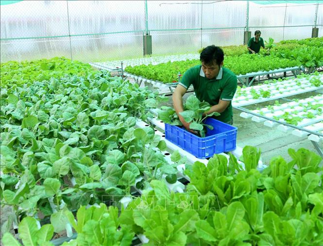越南有机农产品在澳大利亚市场的发展前景广阔 ảnh 1 越南有机农产品在澳大利亚市场的发展前景广阔 ảnh 1