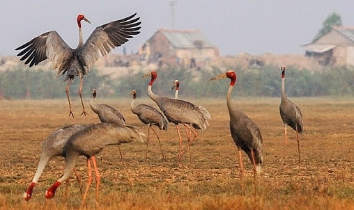 同塔省努力做好农业中生物多样性保护与发展工作 ảnh 2 同塔省努力做好农业中生物多样性保护与发展工作 ảnh 2