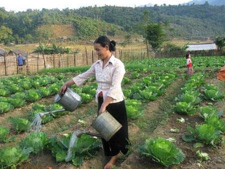 西原地区贫困户比率年均下降2.8% ảnh 1 西原地区贫困户比率年均下降2.8% ảnh 1