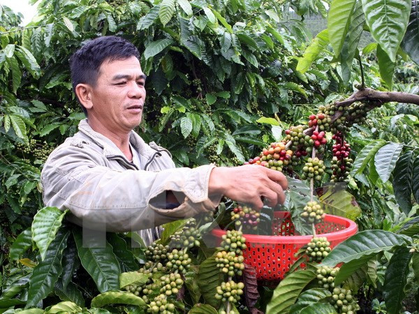 越南国内咖啡销量仅占10% ảnh 1 越南国内咖啡销量仅占10% ảnh 1