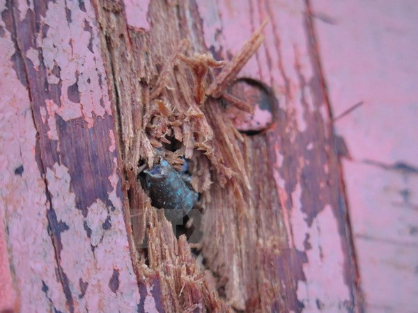 越南强烈谴责并坚决反对针对越南渔民的非人道主义行为 ảnh 1 越南强烈谴责并坚决反对针对越南渔民的非人道主义行为 ảnh 1