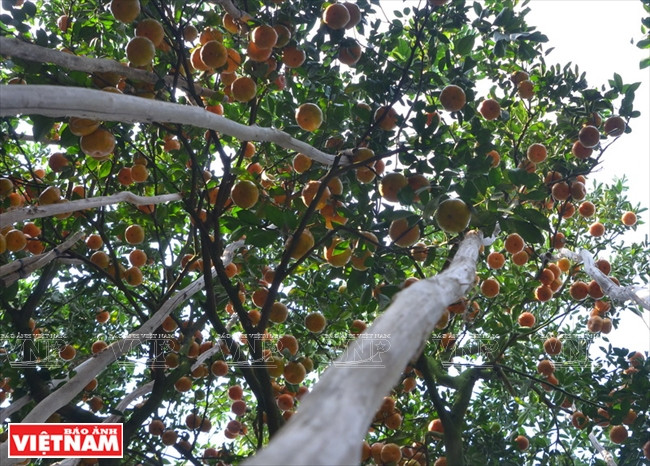 莱翁红橘王国 ảnh 3