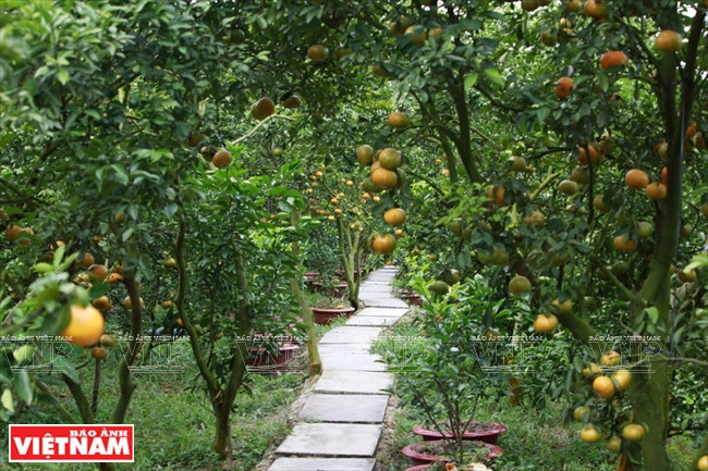 莱翁红橘王国 ảnh 10