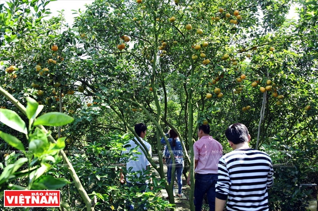 莱翁红橘王国 ảnh 11