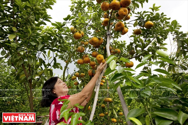 莱翁红橘王国 ảnh 8