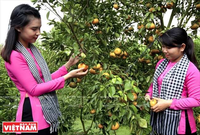 莱翁红橘王国 ảnh 1