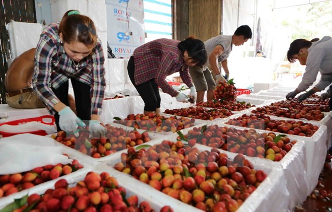 越南对中国出口9500多吨荔枝 ảnh 2 越南对中国出口9500多吨荔枝 ảnh 2