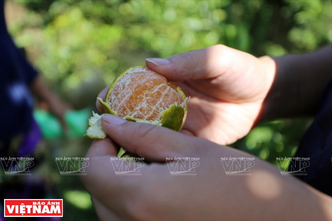 莱翁红橘王国 ảnh 6