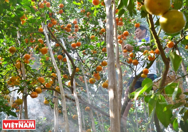 莱翁红橘王国 ảnh 4