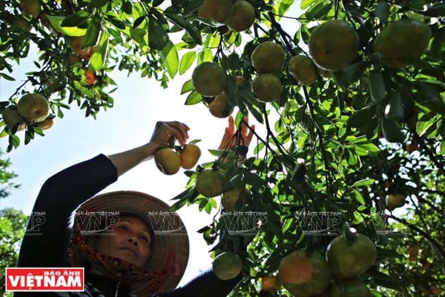 莱翁红橘王国 ảnh 5