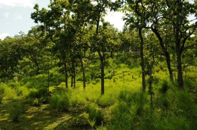越南力争到2020年全国森林覆盖率达42% ảnh 1