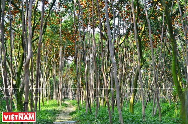 莱翁红橘王国 ảnh 2