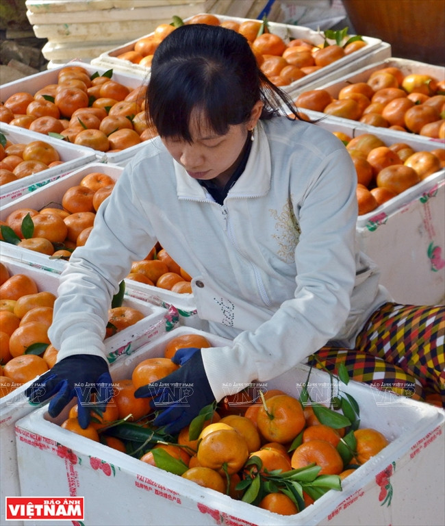 莱翁红橘王国 ảnh 12