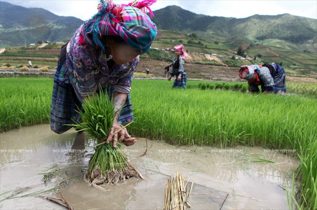 越南：木岗寨梯田美景 ảnh 10