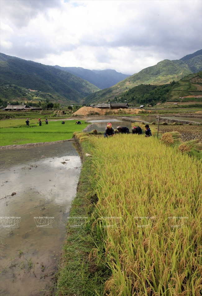 越南：木岗寨梯田美景 ảnh 13