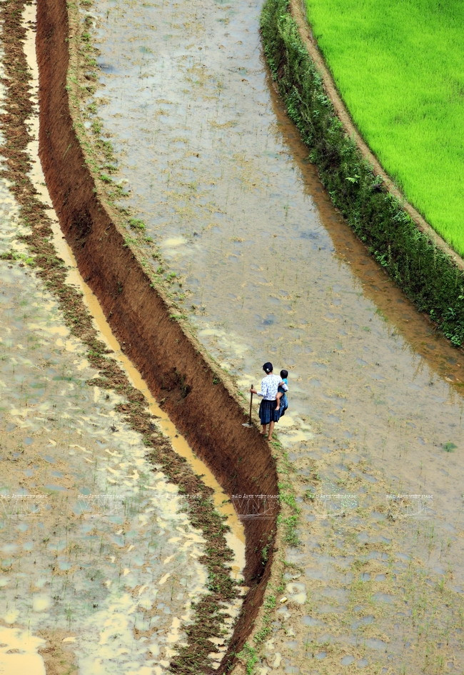 越南：木岗寨梯田美景 ảnh 14