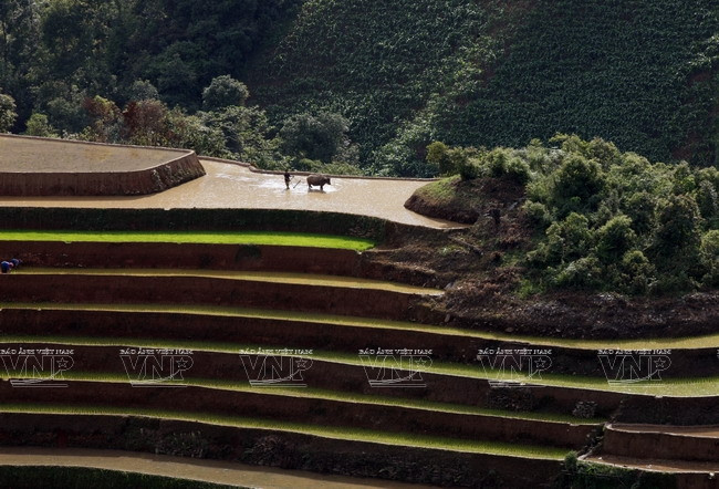 越南：木岗寨梯田美景 ảnh 15