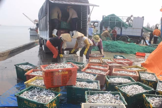 越南中部沿海四省大批鱼死亡事件：需要向渔民提供紧急援助 ảnh 1