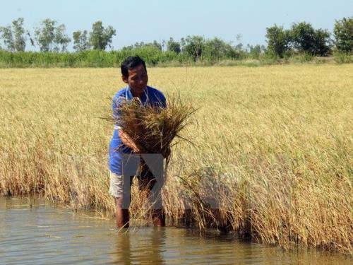 后江省发布一级盐化灾害预警 ảnh 1