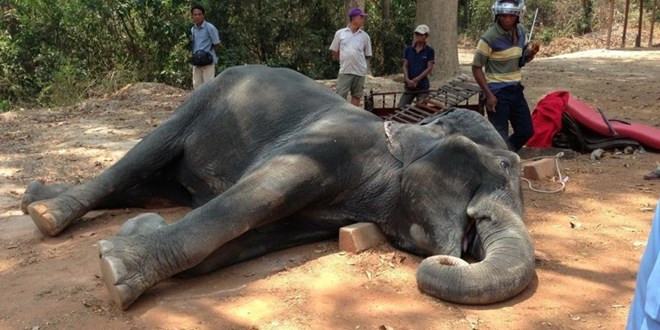 柬埔寨努力采取各种措施积极应对干旱灾害 ảnh 1 柬埔寨努力采取各种措施积极应对干旱灾害 ảnh 1