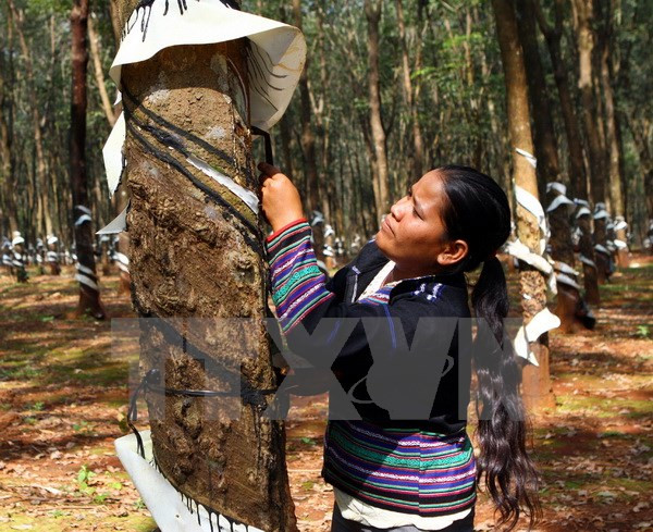 越南或将加入成为国际三方橡胶理事会成员国 ảnh 1