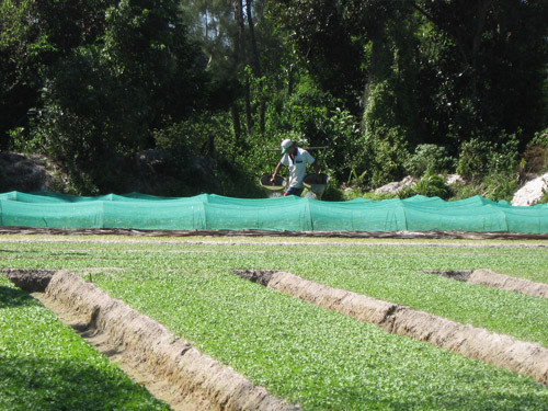 日本国际协力机构协助广南省打造品牌扩大销售市场 ảnh 1