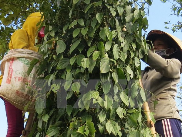 2015年越南胡椒出口量有望超过11亿美元 ảnh 1 2015年越南胡椒出口量有望超过11亿美元 ảnh 1