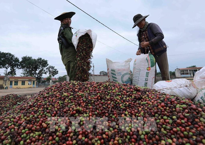 越南对新西兰的出口潜力有待挖掘 ảnh 1 越南对新西兰的出口潜力有待挖掘 ảnh 1