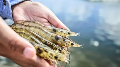 2020年泰国虾类产品出口可增长20% ảnh 2 2020年泰国虾类产品出口可增长20% ảnh 2