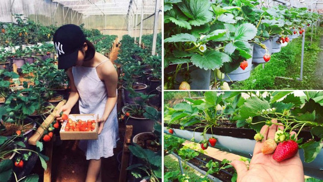 农场体验游——林同省的特色旅游产品 ảnh 1