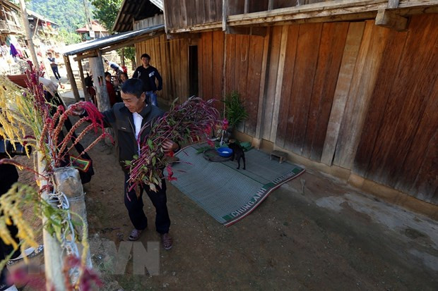 奠边省贡族人兴高采烈过鸡冠花节 ảnh 1