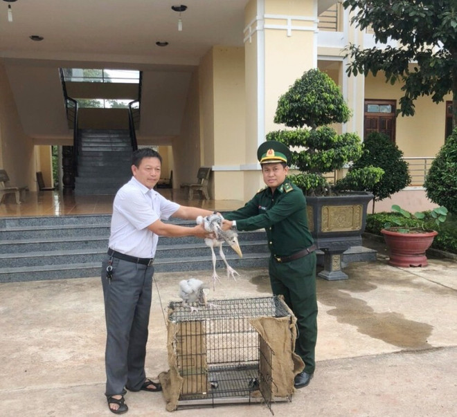 得乐省发现两只珍稀鸟类 ảnh 1