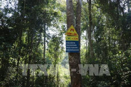 特用林和防护林是可持续发展的核心 ảnh 2 特用林和防护林是可持续发展的核心 ảnh 2