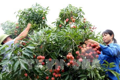 日本正式向越南荔枝敞开大门 ảnh 1 日本正式向越南荔枝敞开大门 ảnh 1