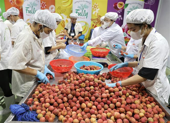 北江省为荔枝生产与销售创造便利条件 ảnh 2