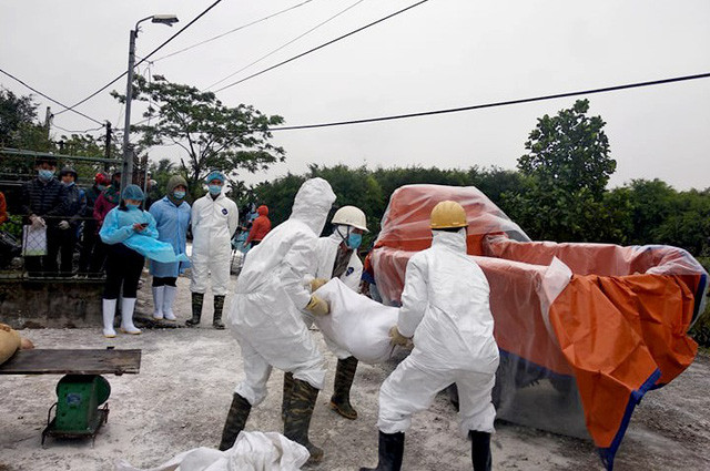 非洲猪瘟疫情仍在持续蔓延 ảnh 1 非洲猪瘟疫情仍在持续蔓延 ảnh 1