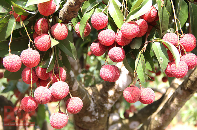 北江省着力提升农业产业价值 ảnh 1 北江省着力提升农业产业价值 ảnh 1