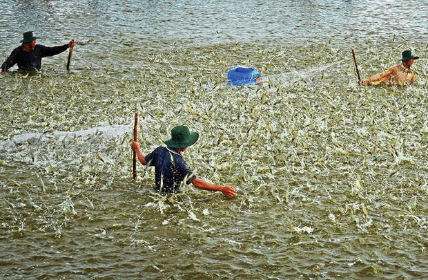 着力开展核心措施 努力实现虾类出口额达42美元的目标 ảnh 1 着力开展核心措施 努力实现虾类出口额达42美元的目标 ảnh 1