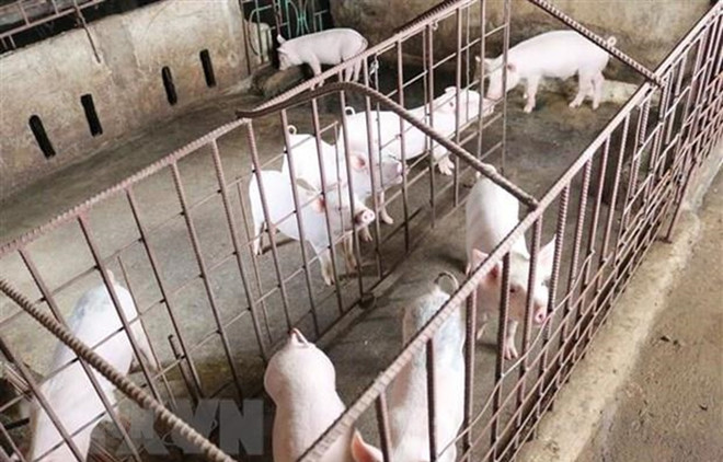 努力将畜牧产业成为农业出口中的主要产业 ảnh 1 努力将畜牧产业成为农业出口中的主要产业 ảnh 1