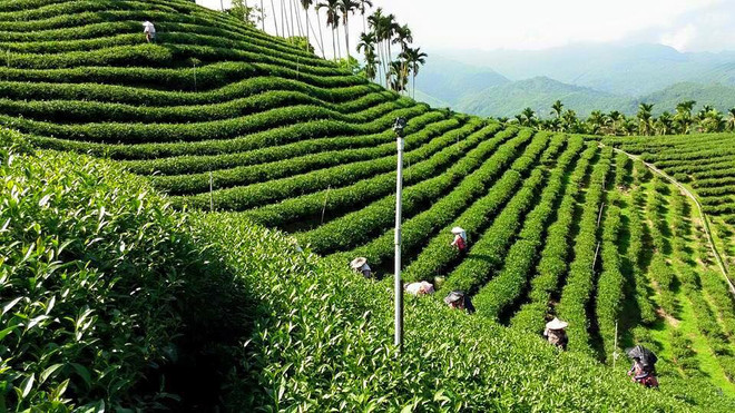 印度尼西亚企业向越南出口首批乌龙茶 ảnh 1 印度尼西亚企业向越南出口首批乌龙茶 ảnh 1