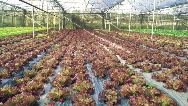 荷兰分享发展高科技农业的经验 ảnh 1