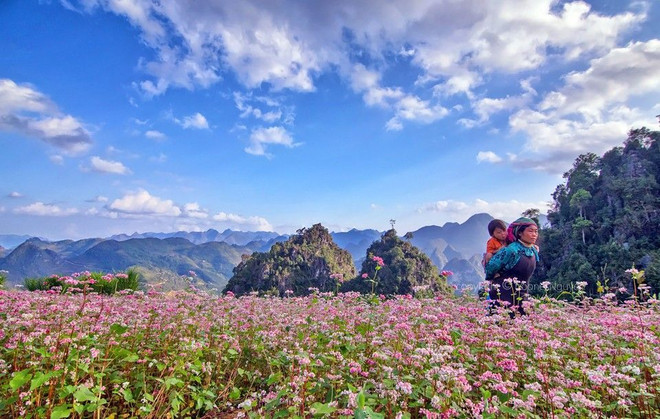 2018年河江省荞麦花节即将开幕 ảnh 1 2018年河江省荞麦花节即将开幕 ảnh 1