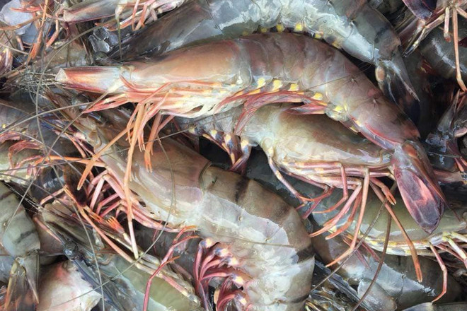 韩国加大进口越南草虾力度 ảnh 1 韩国加大进口越南草虾力度 ảnh 1