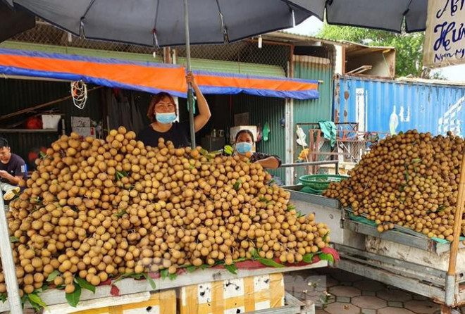 检疫工作被停止 越南农产品出口困难重重 ảnh 1